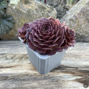 Sempervivum 'Ruby Shadow' / Kövirózsa