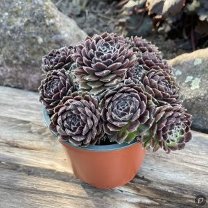 Sempervivum 'Royal Rosette' / Kövirózsa