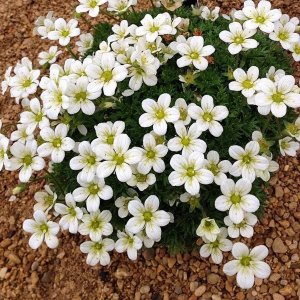 Saxifraga x arendsii 'Pixie White' / Kőtörőfű