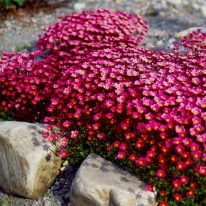Saxifraga x arendsii 'Luschtinez' / Kőtörőfű