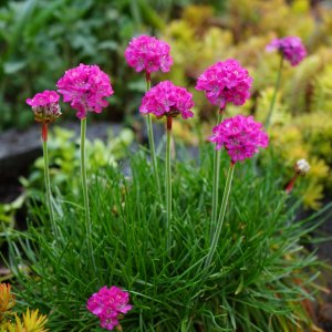 Armeria maritima 'Armada Pink' / Tengerparti pázsitszegfű