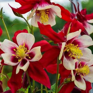 Aquilegia 'Red Hobbit' / Harangláb