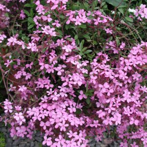 Saponaria ocymoides / Gyepes szappanfű
