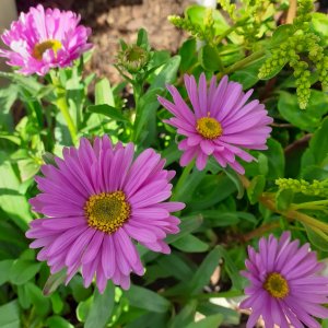 Aster alpinus 'Happy End' / Havasi őszirózsa