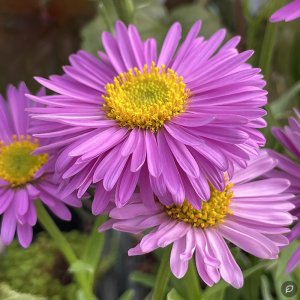 Aster alpinus 'Happy End' / Havasi őszirózsa