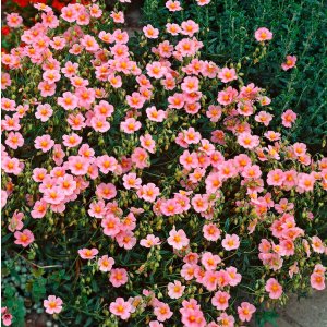 Helianthemum 'Rhodanthe Carneum' / Napvirág