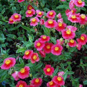 Helianthemum 'Mette' / Napvirág