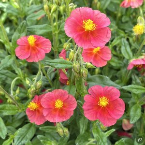 Helianthemum 'Mette' / Napvirág