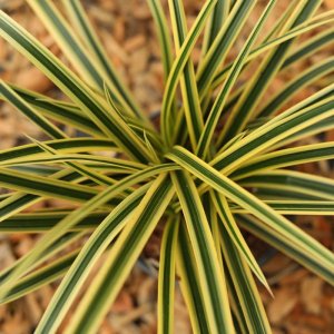 Carex morrowii ssp. foliosissima 'Vanilla Ice' / Tarka sás