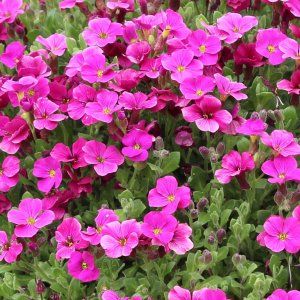 Aubrieta 'Florado Red' / Pázsitviola