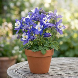 Aquilegia 'Winky Blue and White' / Harangláb