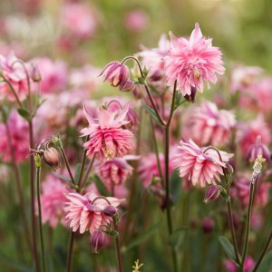 Aquilegia 'Rose Barlow' / Harangláb
