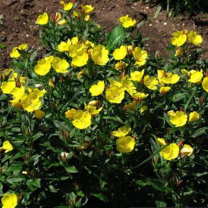 Oenothera fruticosa subspecies glauca 'Tetragona' / Ligetszépe