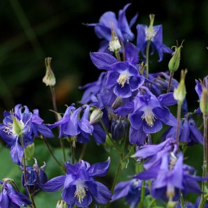 Aquilegia alpina 'Navy Blue' / Harangláb