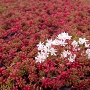 Sedum 'coral carpet red' / Varjúháj