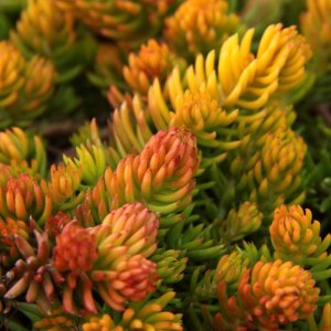 Sedum rupestre 'Angelina' / Varjúháj