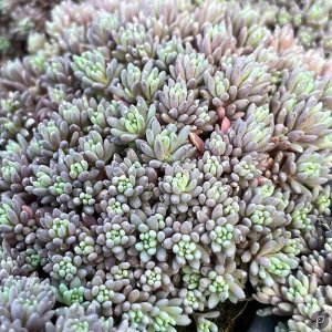 Sedum hispanicum 'Blue carpet' / Varjúháj