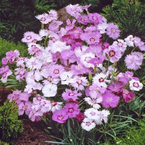 Dianthus plumarius 'Color mix' / Illatos tollas szegfű