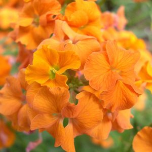 Erysimum linifolium 'Super bowl compact orange' / Repcsény