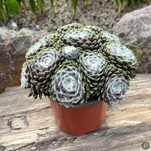 Sempervivum 'Snowball' / Kövirózsa