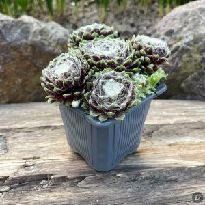 Sempervivum 'Snowball' / Kövirózsa