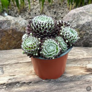 Sempervivum 'Fuzzy Frost' / Kövirózsa