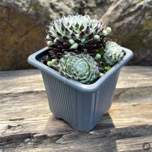 Sempervivum 'Fuzzy Frost' / Kövirózsa