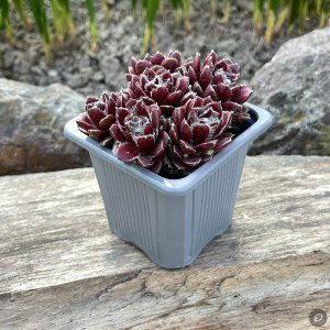 Sempervivum 'Red Velvet' / Kövirózsa
