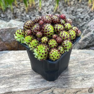 Sempervivum 'Jade Berry' / Kövirózsa