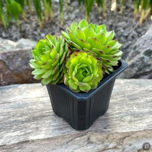 Sempervivum 'Candy Apple' / Kövirózsa