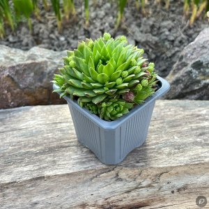 Sempervivum 'Fresh Green' / Kövirózsa