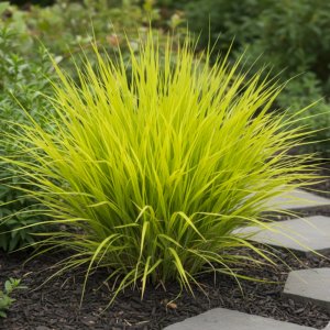 Phalaris arundinacea 'Pure Gold' / Pántlikafű