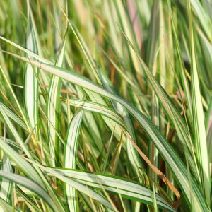 Phalaris arundinacea 'Luteopicta' / Pántlikafű