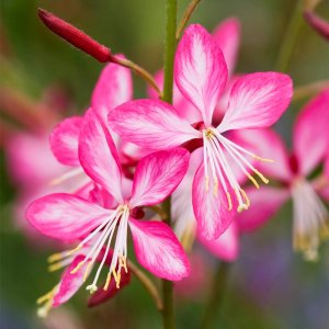 Gaura lindheimeri 'Rosy Jane' / Évelő díszgyertya