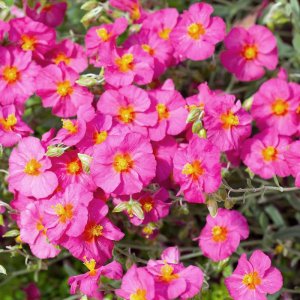 Helianthemum 'Ben Hope' / Napvirág