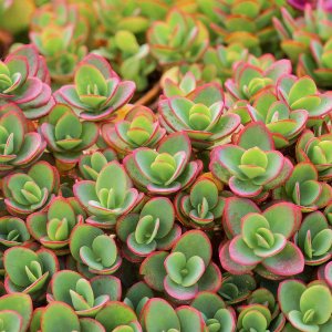 Sedum SunSparkler 'Lime Zinger' / Varjúháj