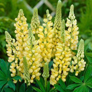 Lupinus 'Chandelier' / Csillagfürt