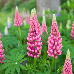 Lupinus 'The Chatelaine' / Csillagfürt