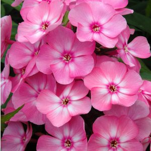 Phlox paniculata 'Sweet Summer Candy' / Bugás lángvirág