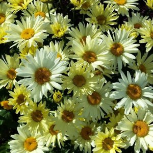 Leucanthemum superbum 'Banana Cream' / Margaréta