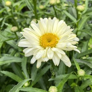 Leucanthemum superbum 'Banana Cream' / Margaréta