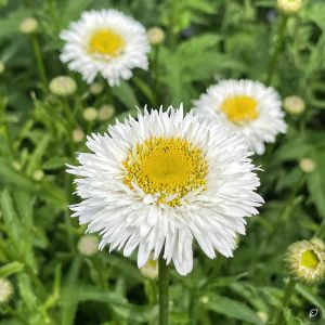 Leucanthemum x superbum 'Snehurka' / Margaréta