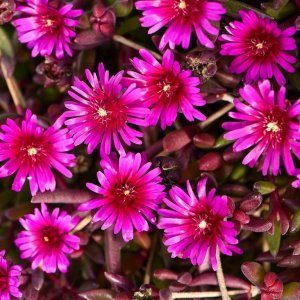 Delosperma Desert Dancers 'Purple' / Délvirág