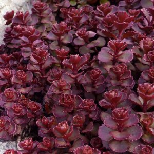 Sedum spurium 'mahogany red' / Varjúháj