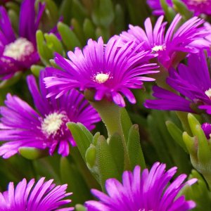 Delosperma ecklonis / Délvirág