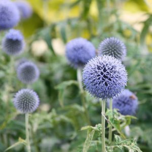 Echinops bannaticus 'Taplow Blue' / Szamárkenyér