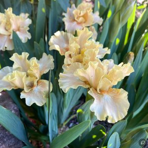 Iris germanica 'peach frilly' / Törpe nőszirom