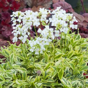 Arabis ferdinandi coburgii 'Old gold' / Macedón ikravirág