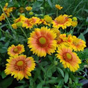 Gaillardia 'African Sunset' / Kokárdavirág