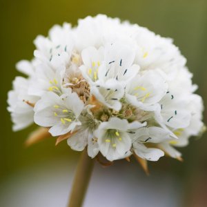 Armeria pseudarmeria 'Ballerina White' / Széleslevelű pázsitszegfű